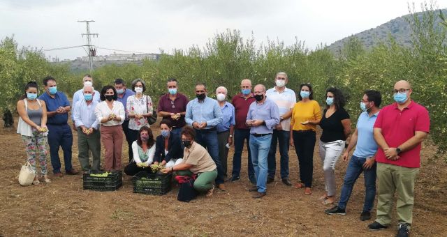 foto de Arranca la campaña de la Aceituna Aloreña