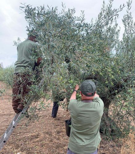 foto de Arranca la campaña de la Aceituna Aloreña