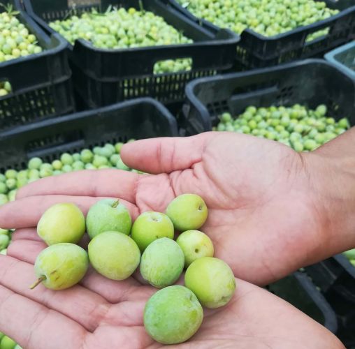 foto de Arranca la campaña de la Aceituna Aloreña