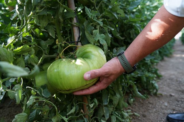 foto de Arranca la campaña del tomate Huevo de Toro 2022