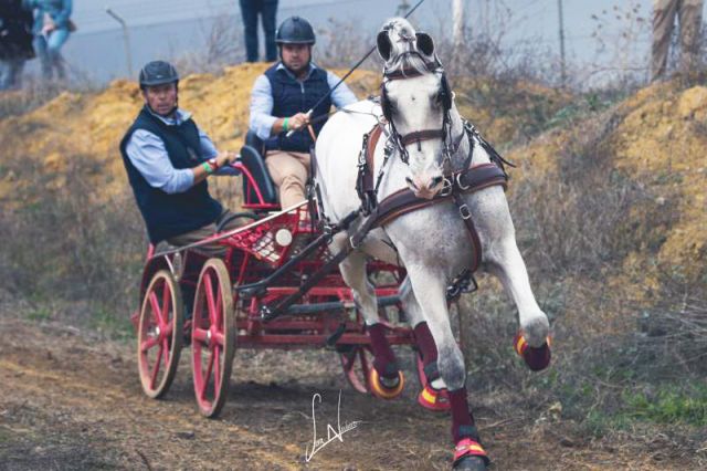 foto de Rafael Requena de nuevo subcampeón del mundo de caballos PRE en la Copa ANCCE