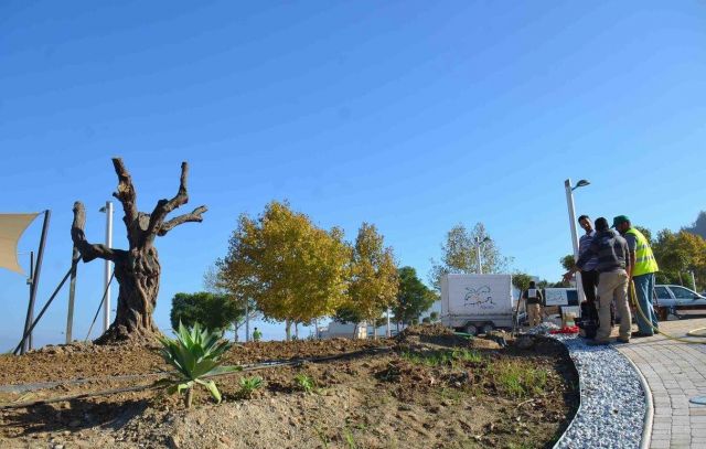 foto de Olivos Centenarios para el nuevo Parque Santo Cristo