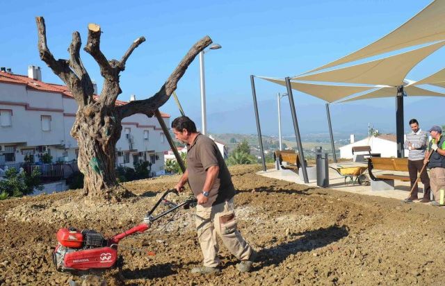 foto de Olivos Centenarios para el nuevo Parque Santo Cristo