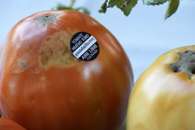 foto de Comienza la campaña del tomate ‘huevo de toro’