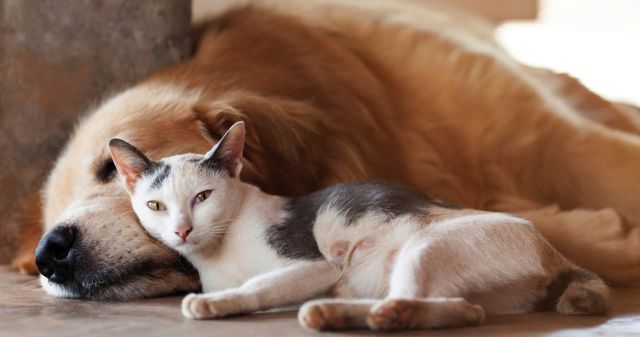 foto de El Ayuntamiento lleva a cabo una campaña en favor de los animales abandonados