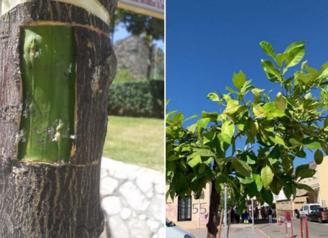 foto de Injertos en cítricos agrios para la producción de frutos comestibles